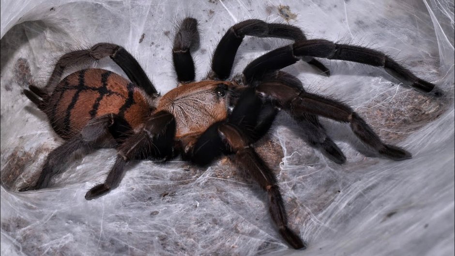 Chilobrachys fimbriatus