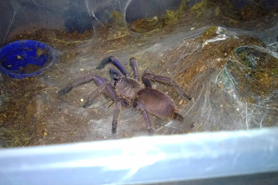 Брахипельма альбопилосум 4l