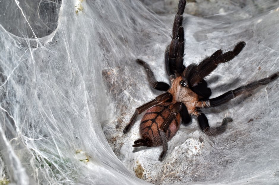 Chilobrachys fimbriatus