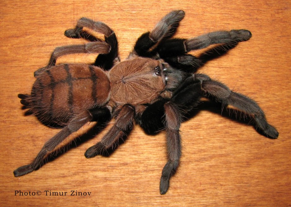 Паук-птицеед Chilobrachys fimbriatus