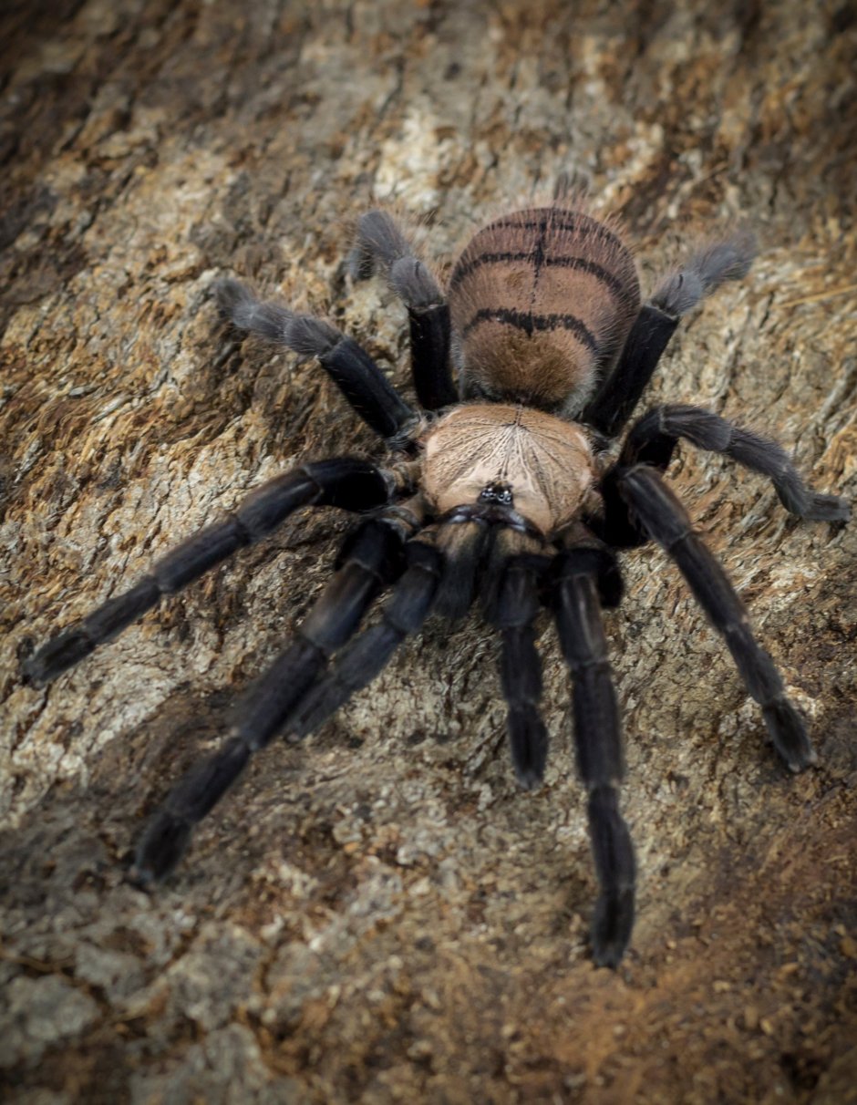 Pamphobeteus SP. Platyomma