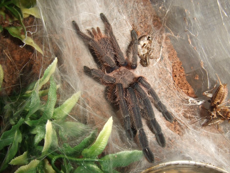 Pamphobeteus platyomma самка