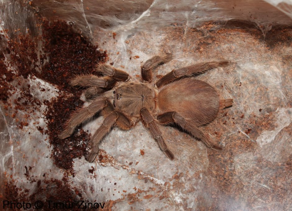 Brachypelma Vagans самец