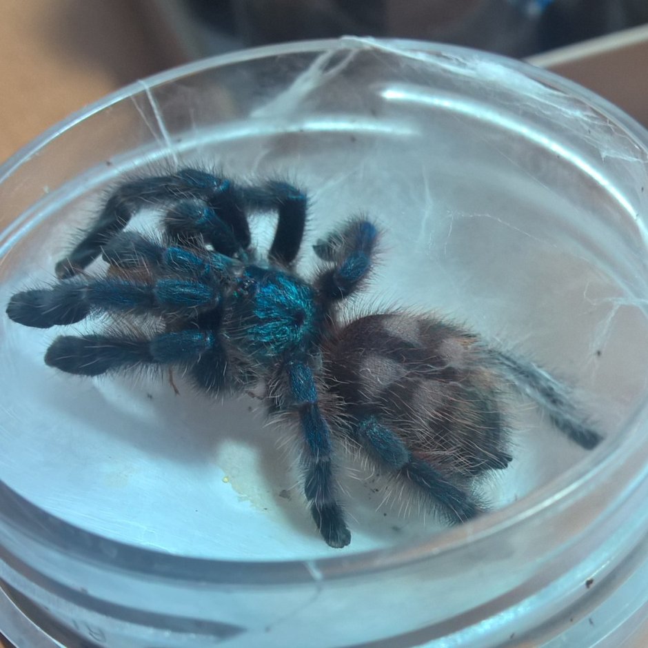 Pterinochilus murinus