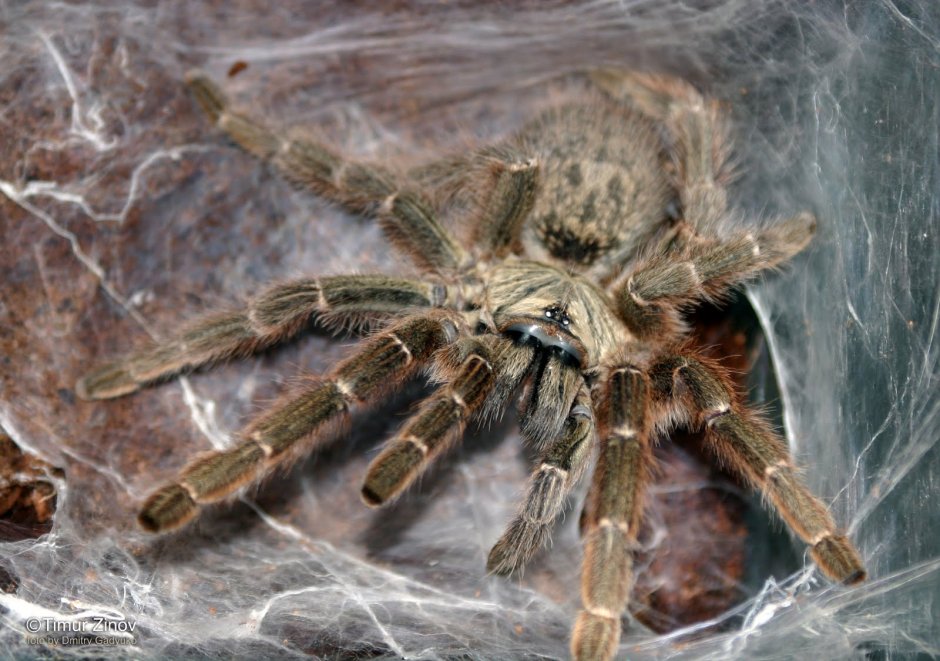 Chilobrachys guangxiensis