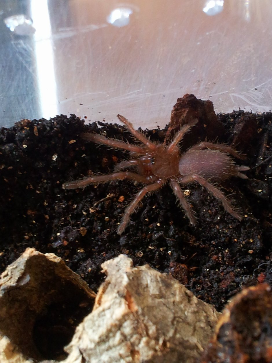 Agelena orientalis
