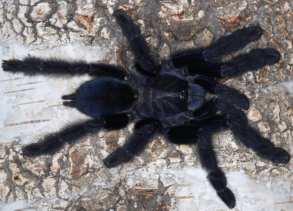 Cyriopagopus SP. Hati-Hati l3-4
