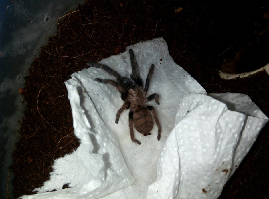 Psalmopoeus irminia