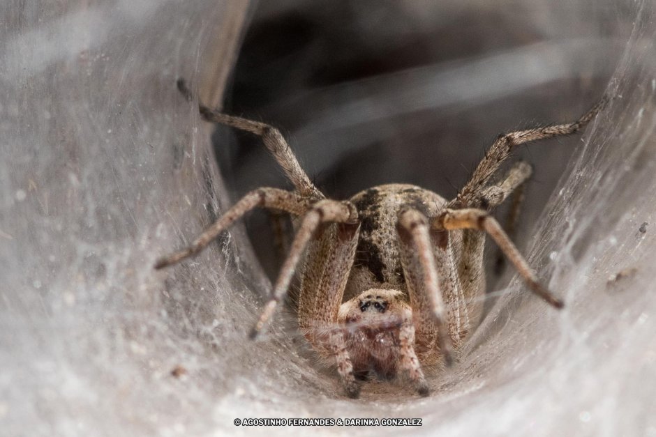 Тарантул Brachypelma smithi