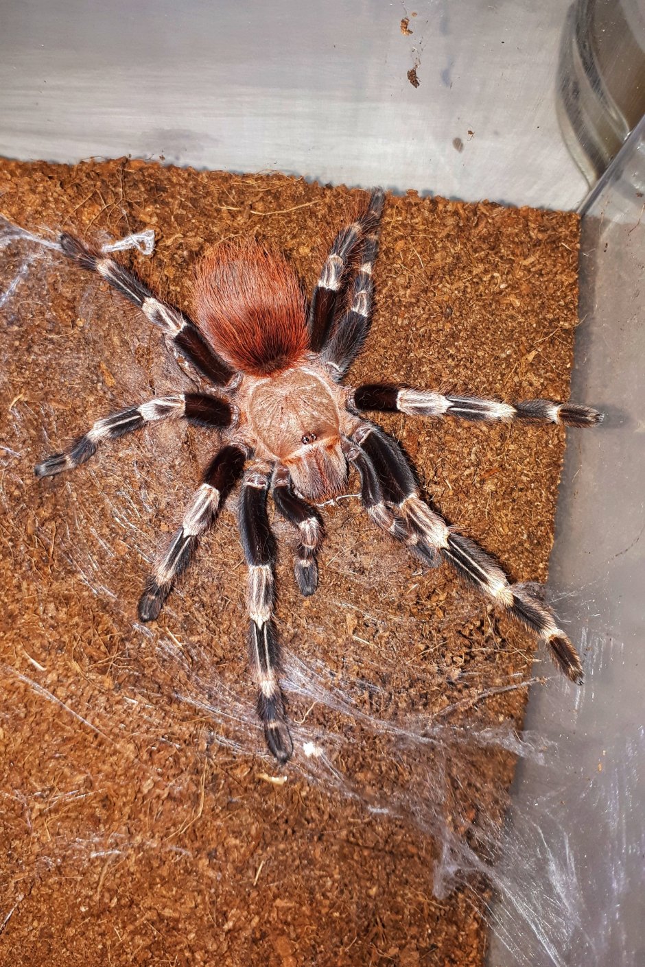 Паук птицеед Cyclosternum fasciatum