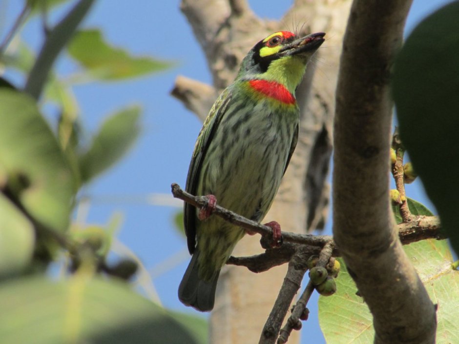 Banded Barbet