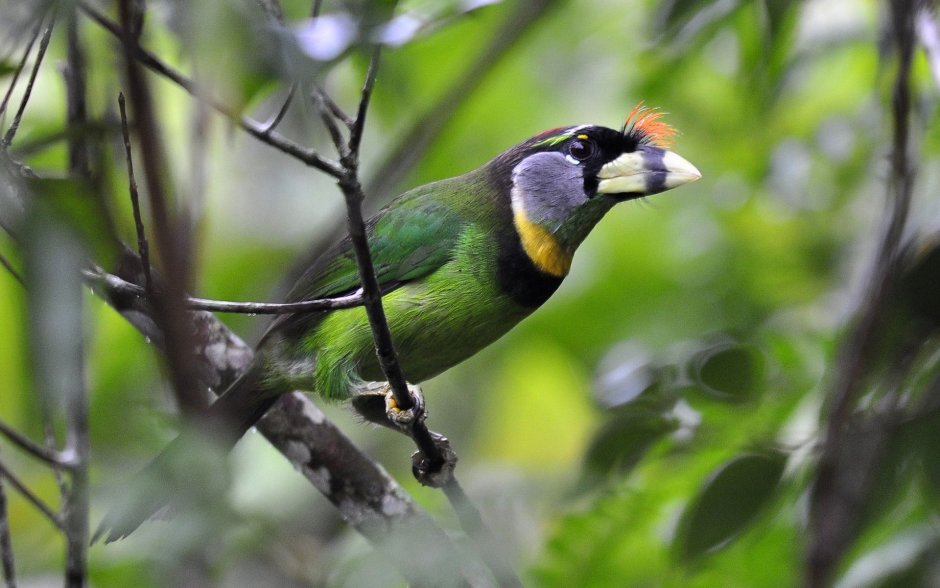 Toucan Barbets