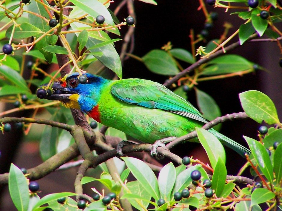 Barbet бородастик