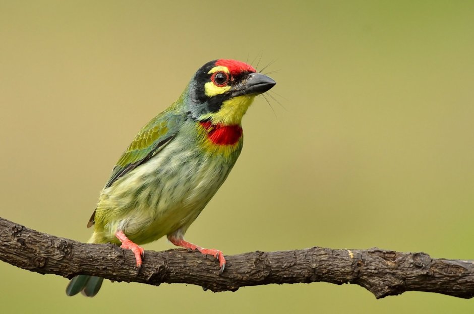 Coppersmith Barbet
