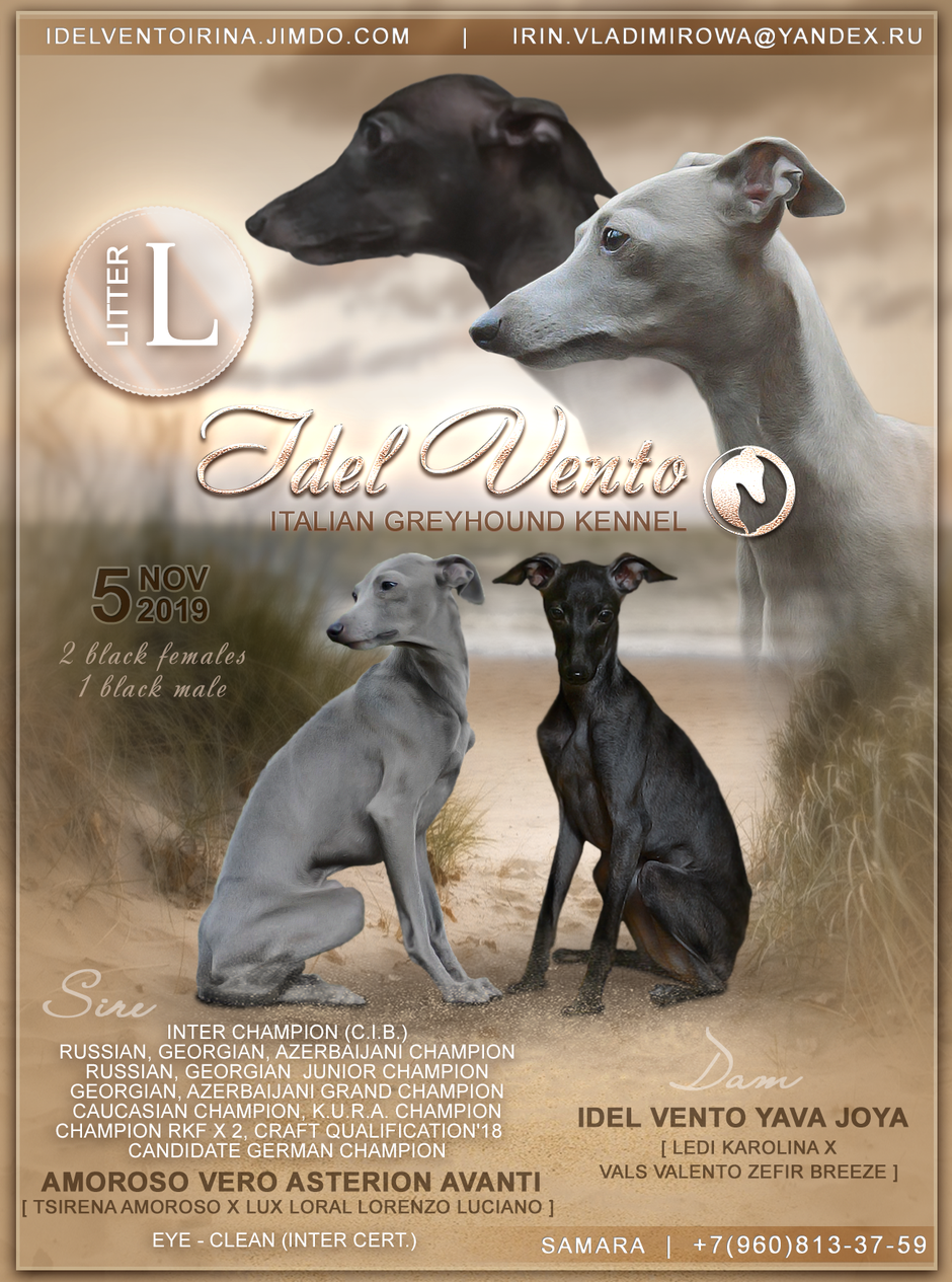 Левретка Iggy