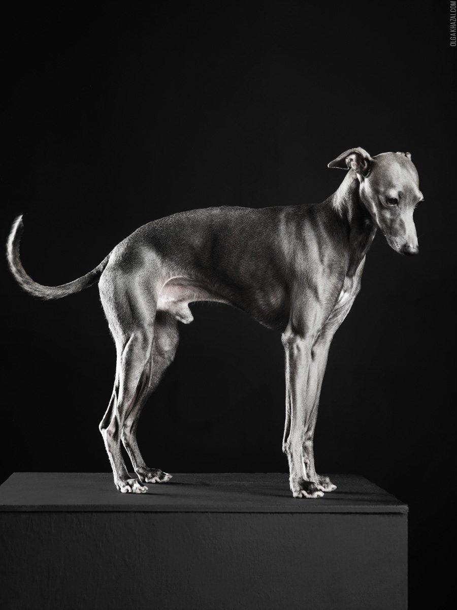 Итальянская борзая Левретка