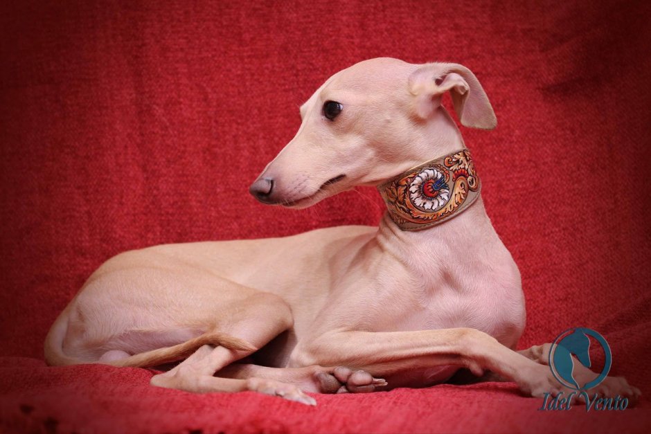 Левретка зубы