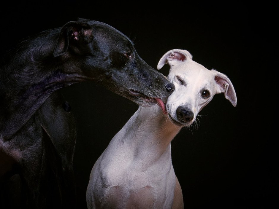 Левретка цвет Изабелла