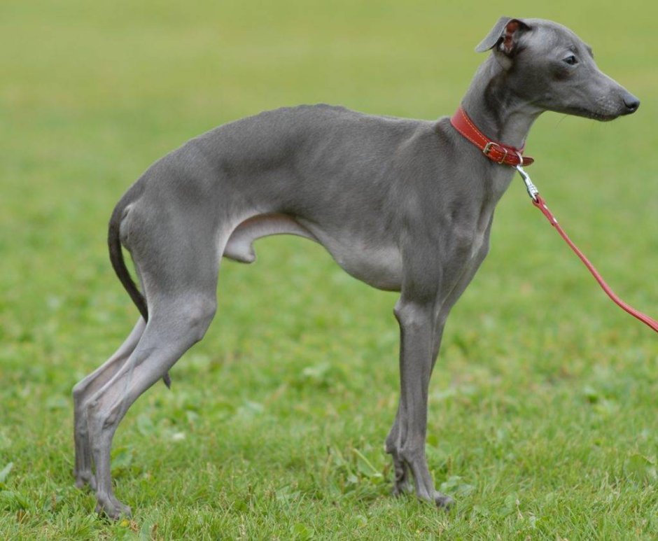 С кем дружат левретки