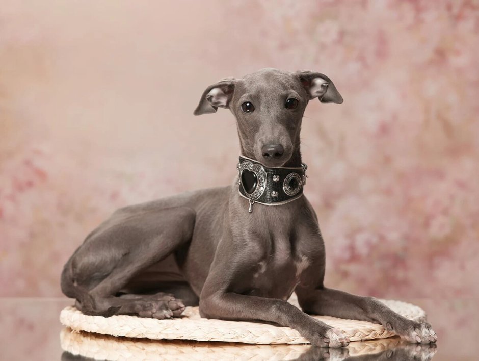 Нашли маленькую собачку Левретка