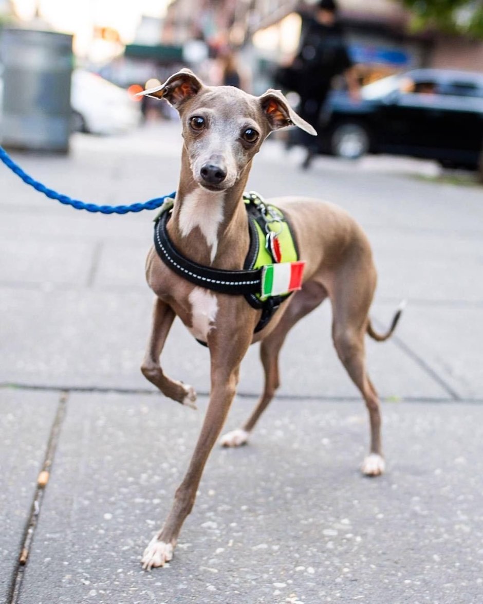 Уиппет в одежде смешной