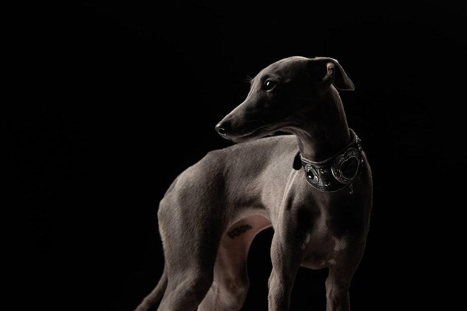 Изабелловая Левретка