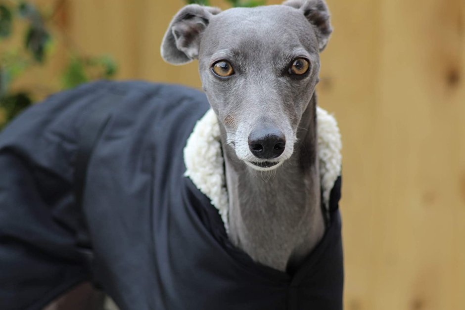 Азавак Левретка