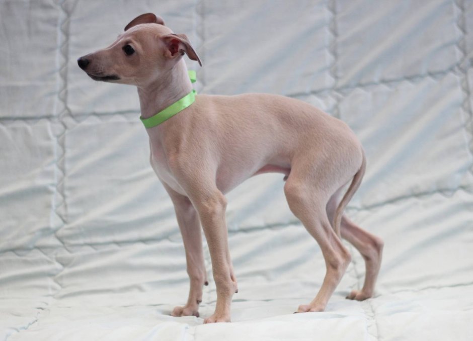 Итальянская борзая Левретка