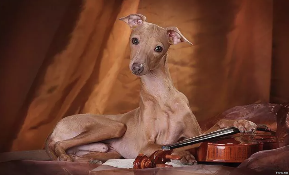 Левретка собака длинношерстная