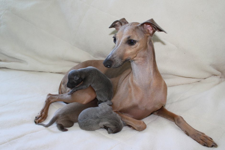 Левретка порода собак