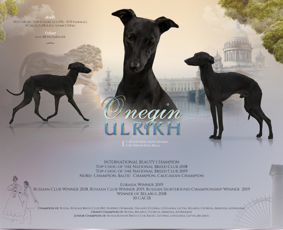 Левретка голубая