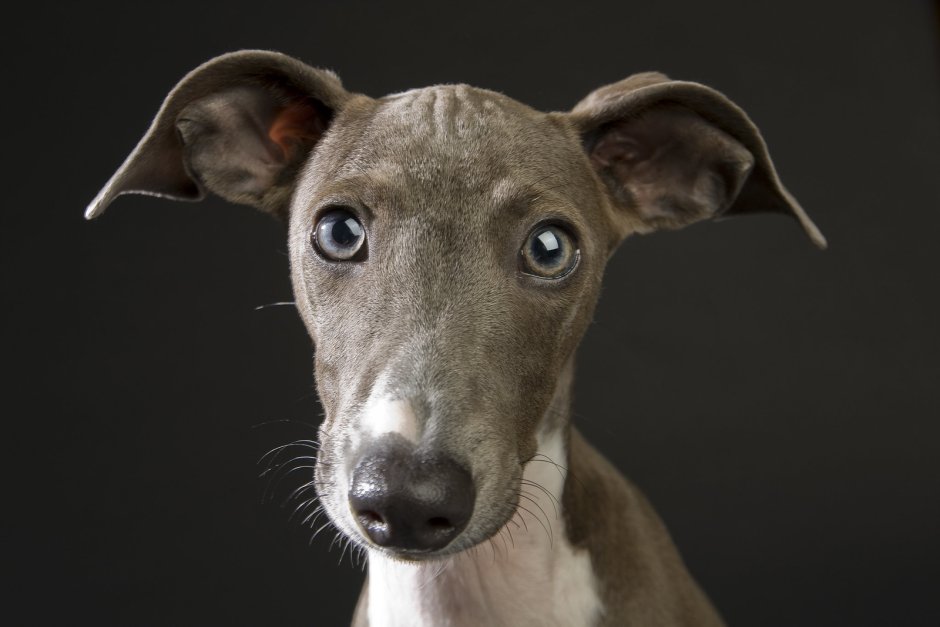 Студийная съемка собак