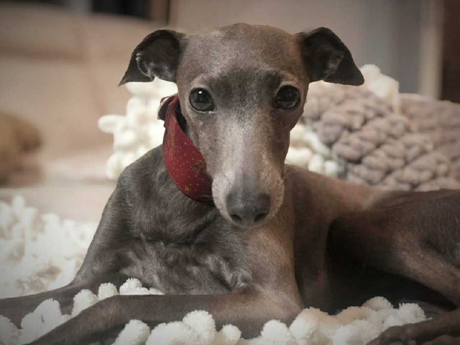 Борзая смешная