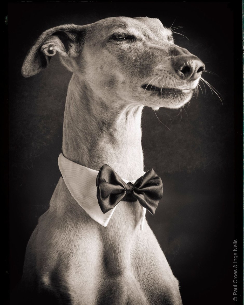 Уиппет в одежде