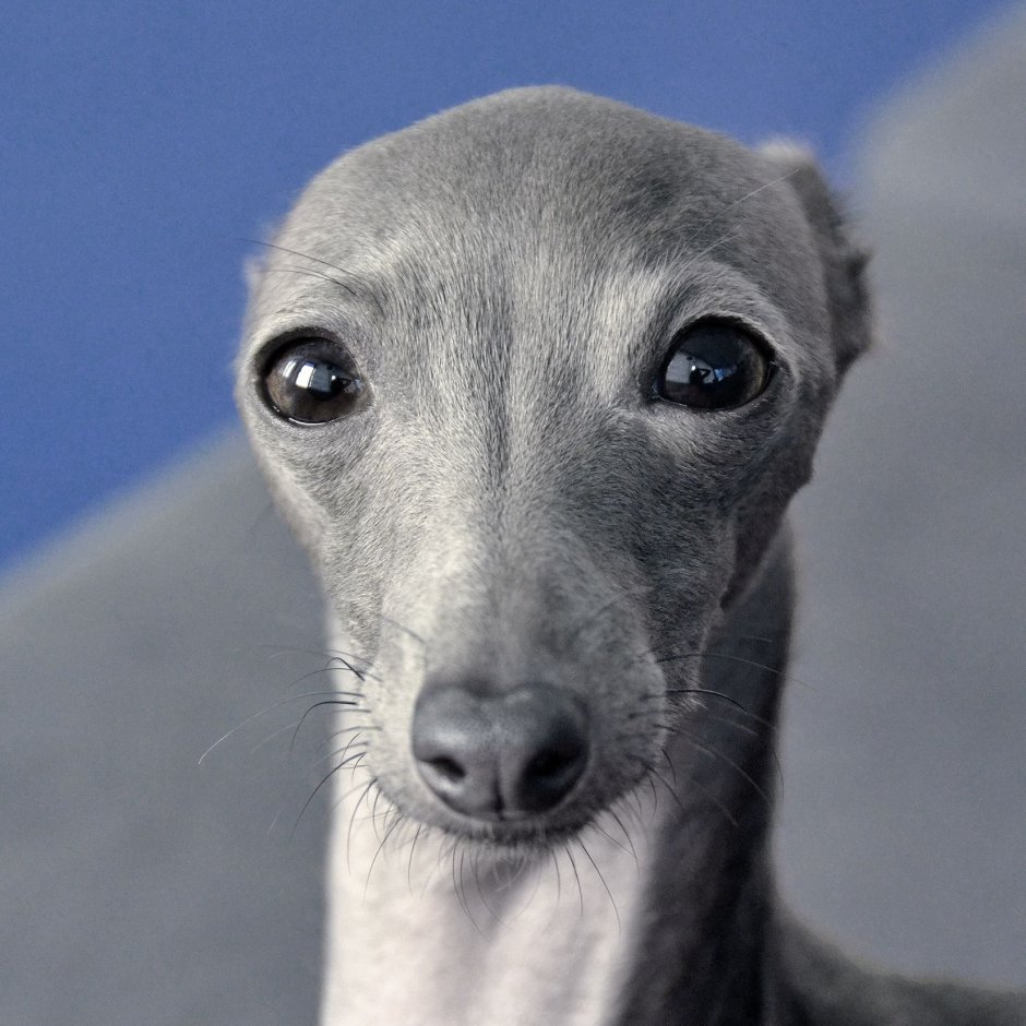 Левретка хохлатая