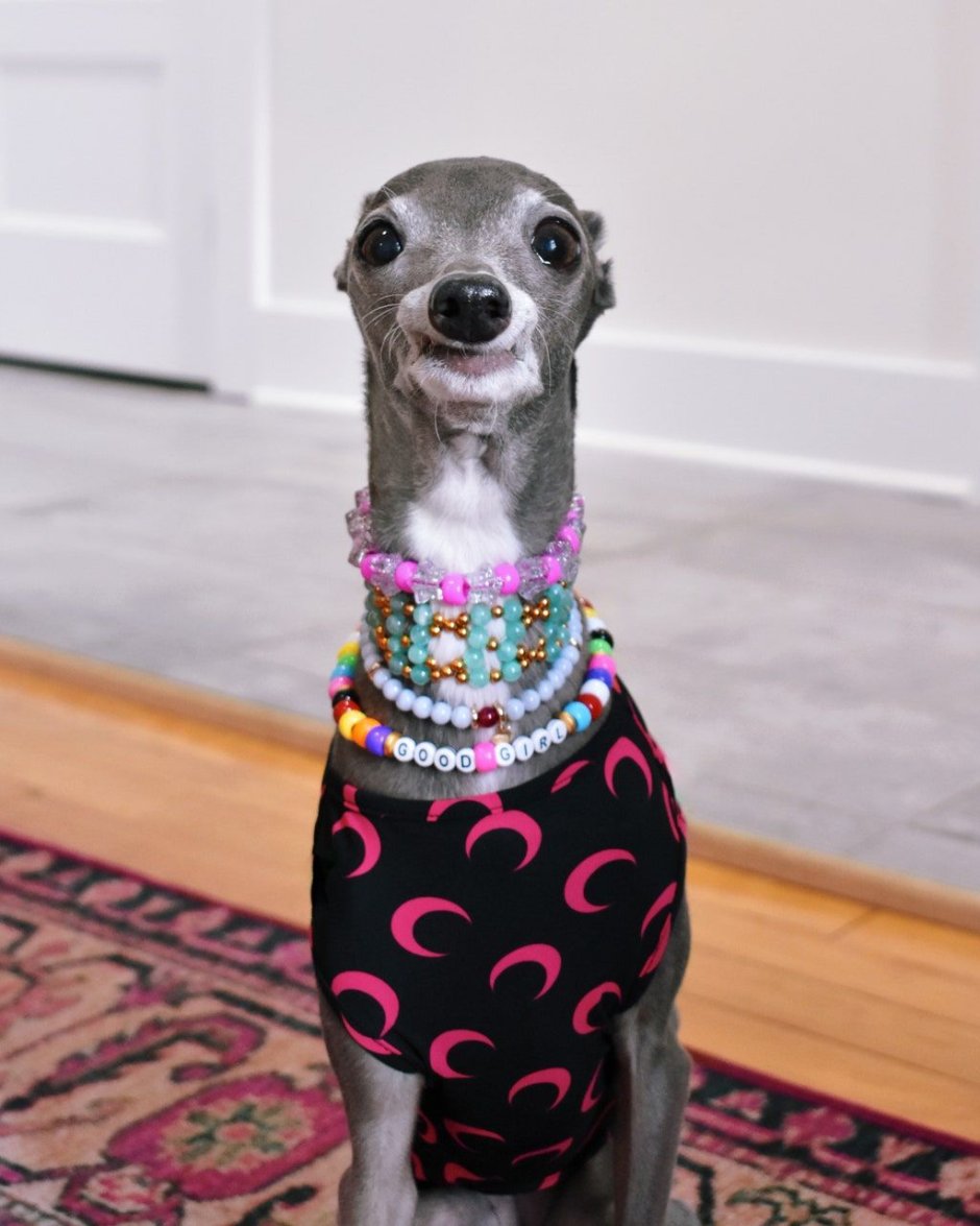 Итальянская гончая Левретка