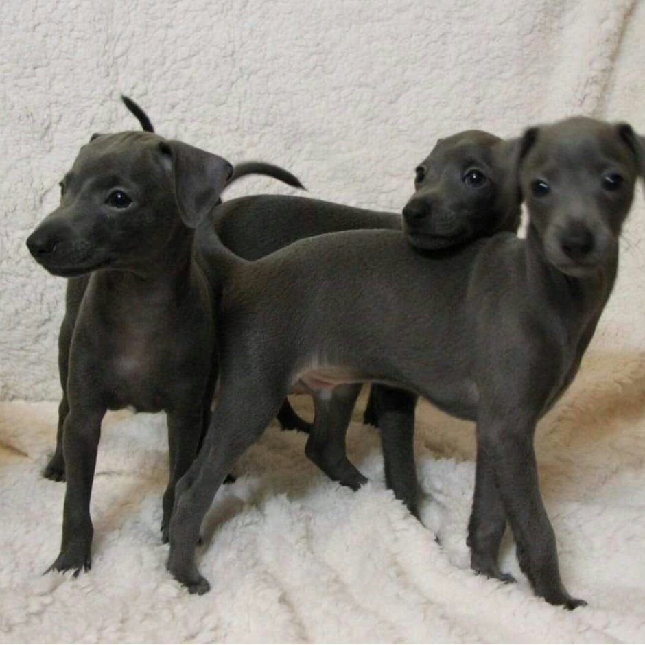 Спаривание левреток