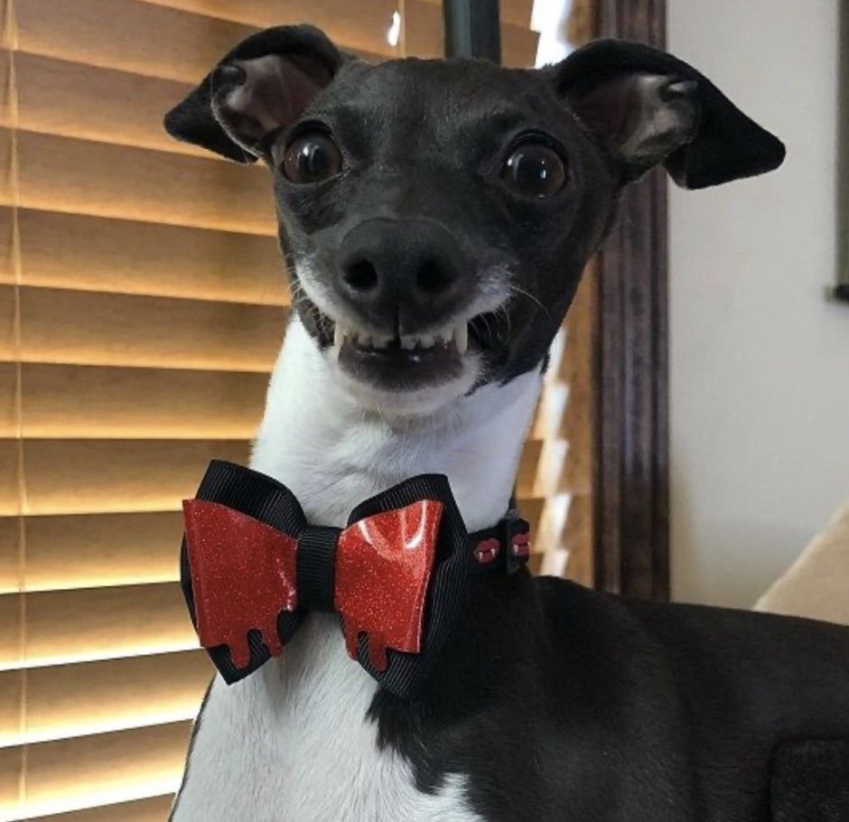 Левретка Кермит