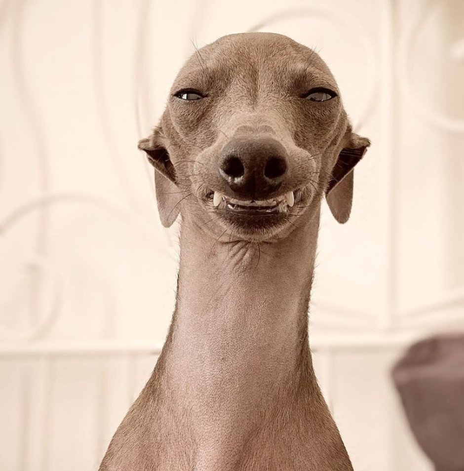 Левретка морда