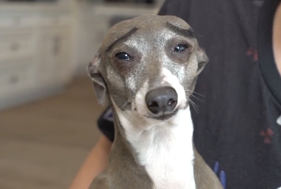 Левретка Уиппет Грейхаунд