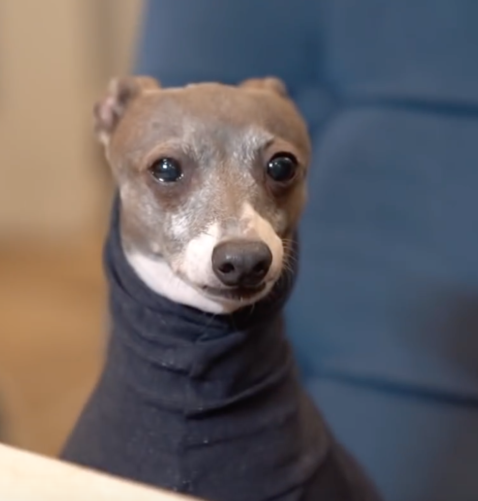 Левретка палевая