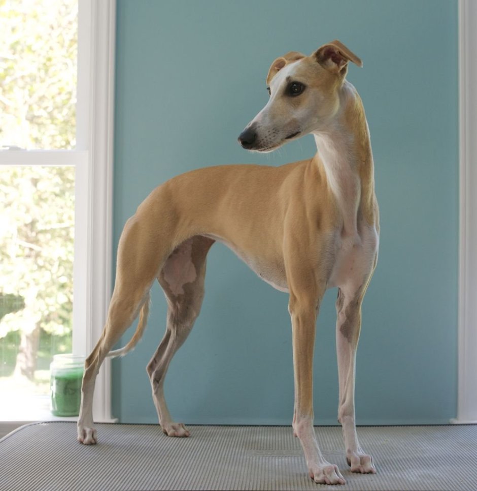 Левретка миниатюрная