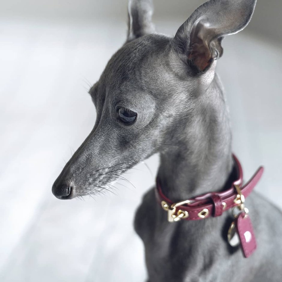 Левретка в профиль