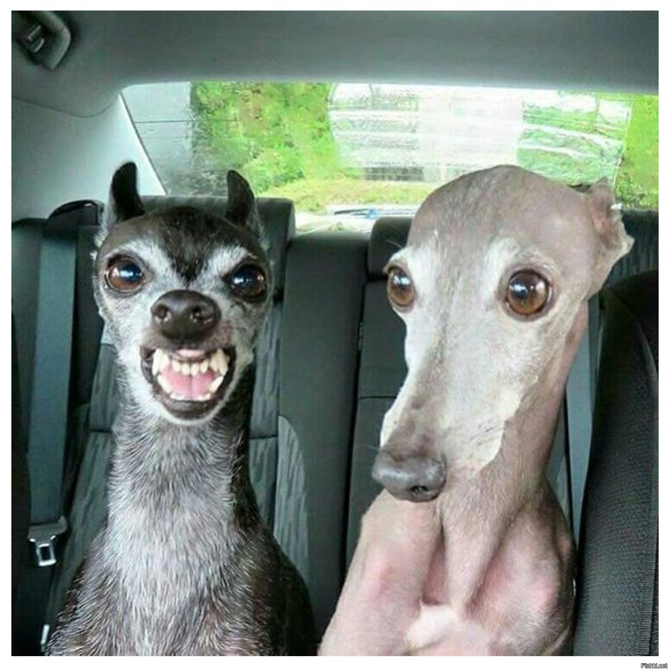 Итальянская Левретка