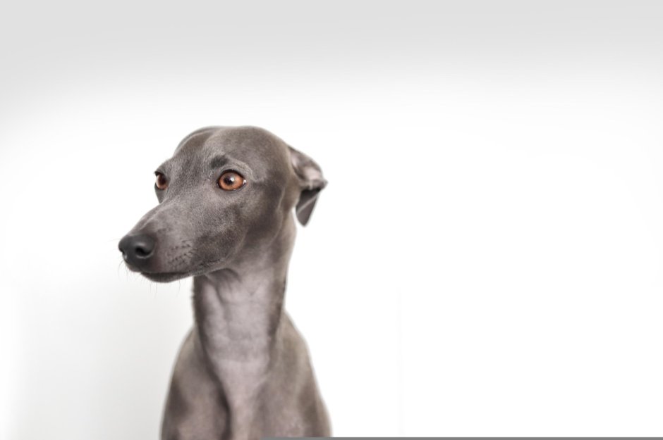 Левретка Иваново