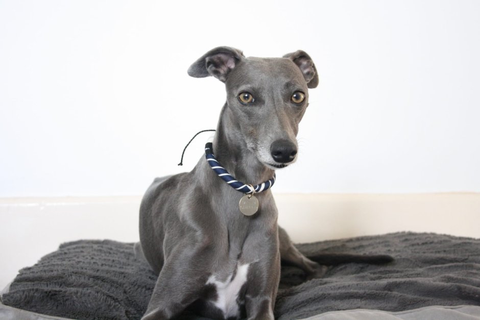 Стандартные Размеры левретки