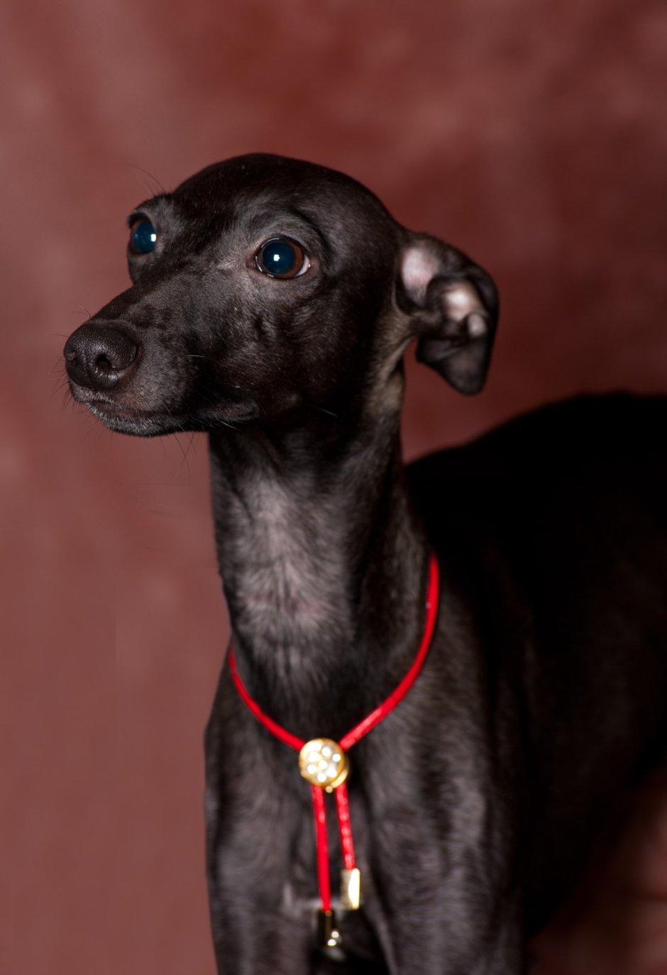 Уиппет лёрчер