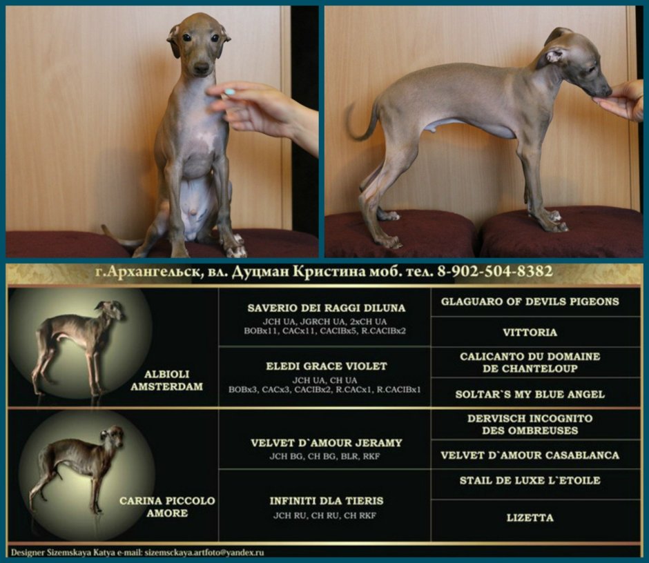 Italian Greyhound порода собак