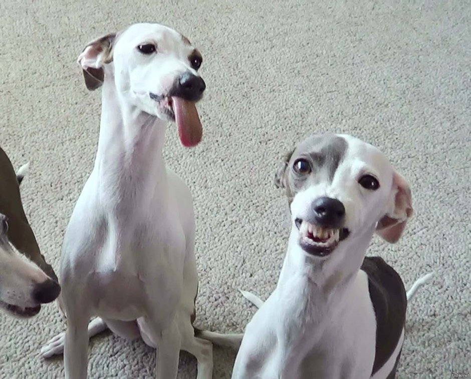 Гончая Левретка