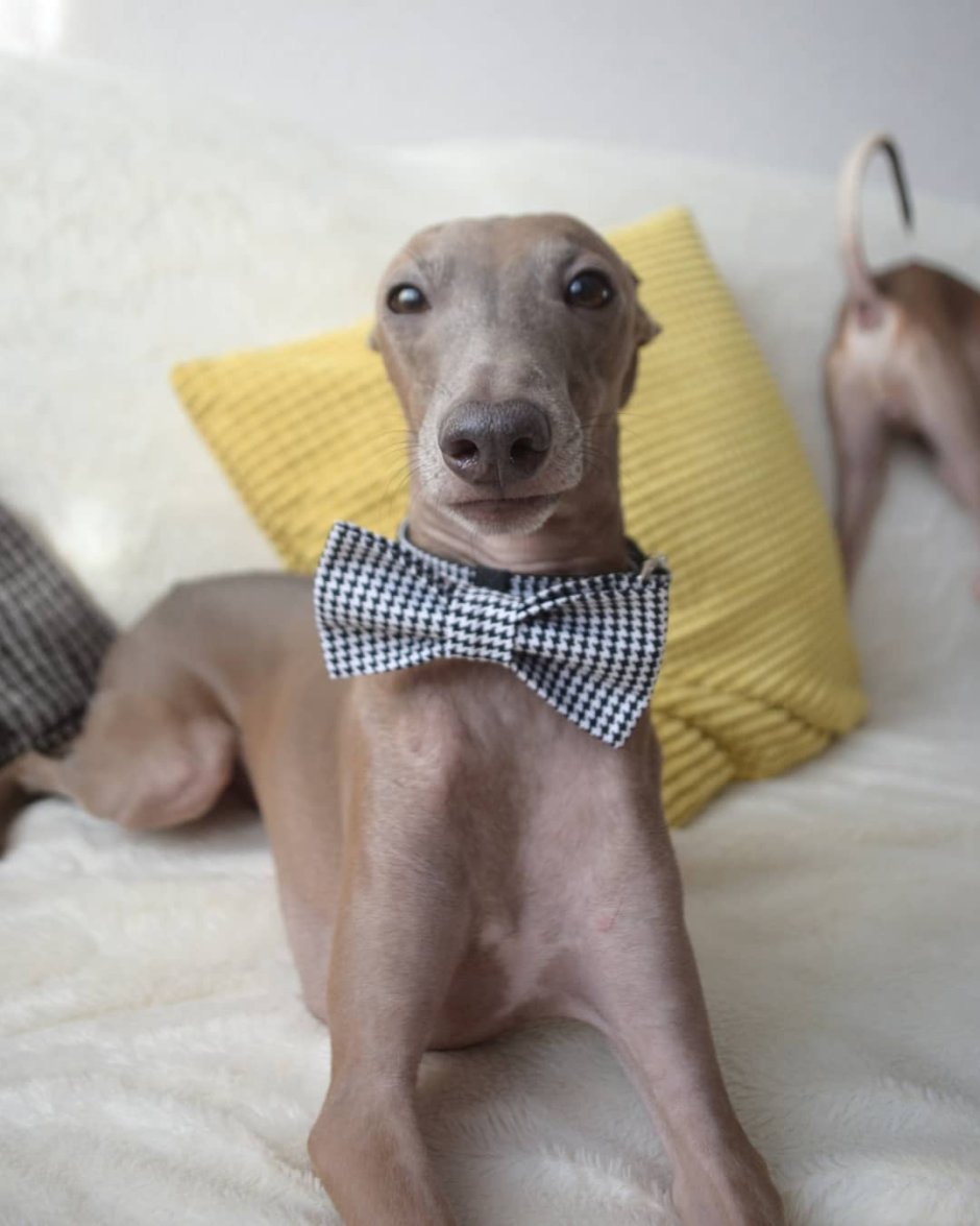 Английская Левретка